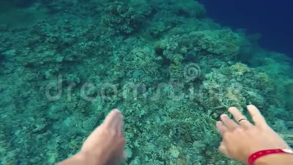 埃及红海水下潜水视频的预览图