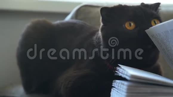 一只大眼睛圆圆的猫透过书页看着视频的预览图