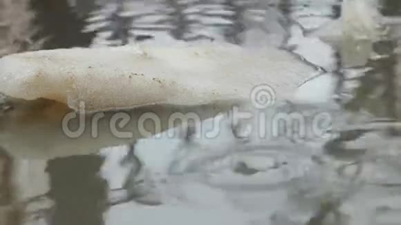 春天的水坑里有冰和水滴视频的预览图