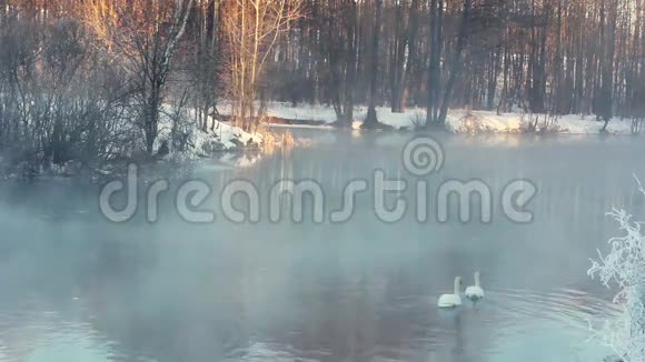 冬季景观冬天森林里的薄雾河游泳鸟白天鹅视频的预览图