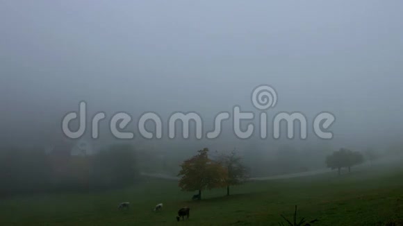 秋天大雾中的奶牛牧场视频的预览图