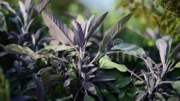 药用草本植物鼠尾草鼠尾草视频的预览图