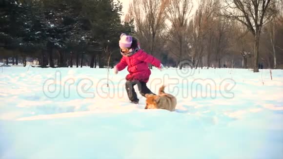 有趣的科吉毛绒小狗与小女孩在户外散步冬天的一天视频的预览图