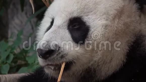 大熊猫小猫食竹肖像视频的预览图