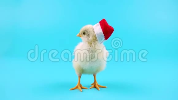 年轻或公鸡戴着红色圣诞老人帽象征2017年视频的预览图