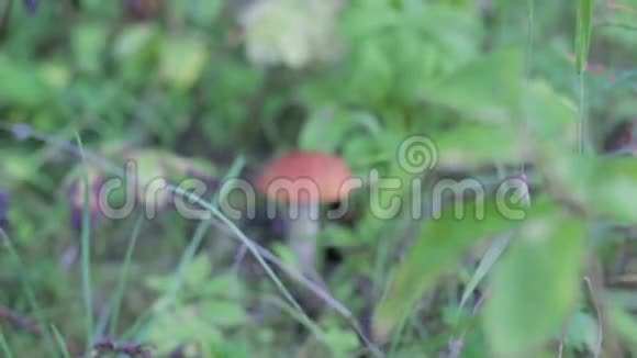 绿茵草地上的橘色鸭视频的预览图