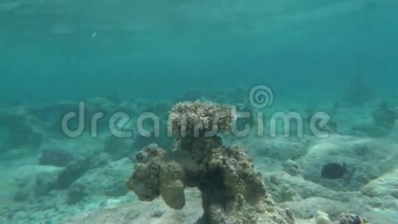 珊瑚礁作为美丽海底世界的一部分视频的预览图
