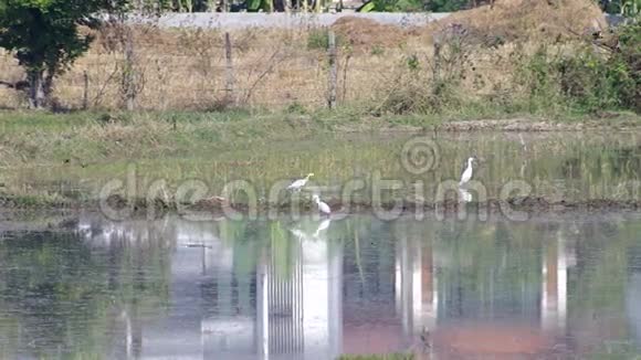 稻田里的白鹤和鸟视频的预览图
