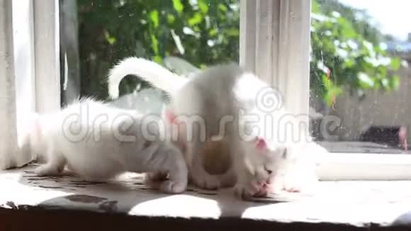 三只白毛绒小猫玩得很开心视频的预览图