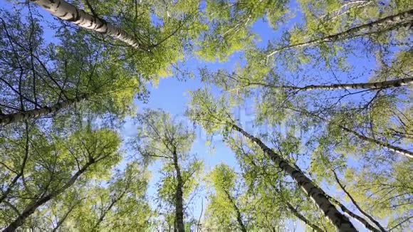 树顶在宁静的蓝天上视频的预览图