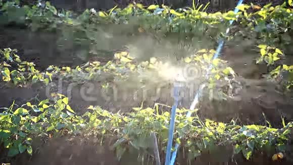 用洒水车浇灌豆科植物视频的预览图