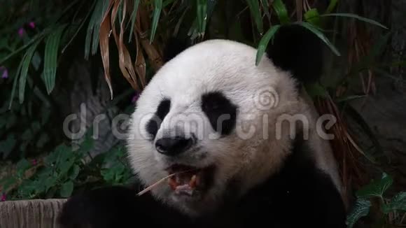 大熊猫黑尾猴吃竹画像视频的预览图