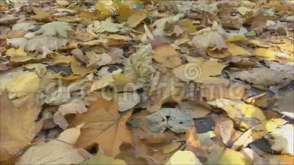 地球上树木的叶子视频的预览图
