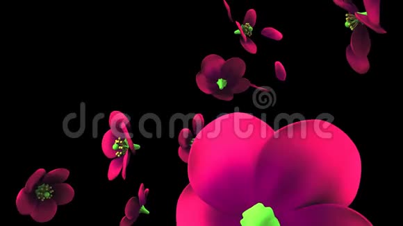 黑色背景上的紫色花朵视频的预览图
