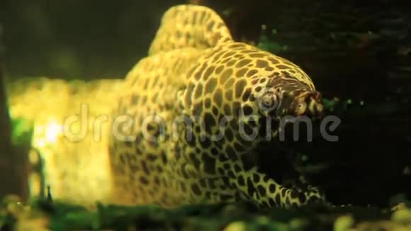 龙鳗鱼穆雷纳视频的预览图