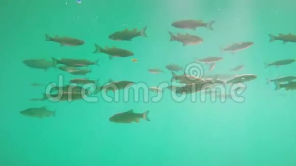 鱼在普利蒂维湖游泳视频的预览图