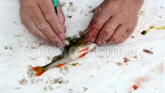 渔夫手拿刀清洁鲈鱼鱼鳞视频的预览图