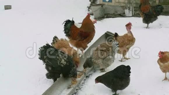 家鸡吃粮食视频的预览图