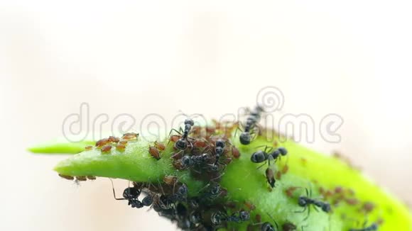 黑蚁在植物茎上覆盖蚜虫视频的预览图