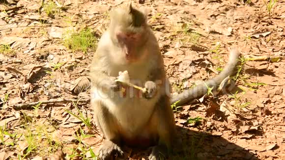 猴子吃莲花种子柬埔寨吴哥窟视频的预览图