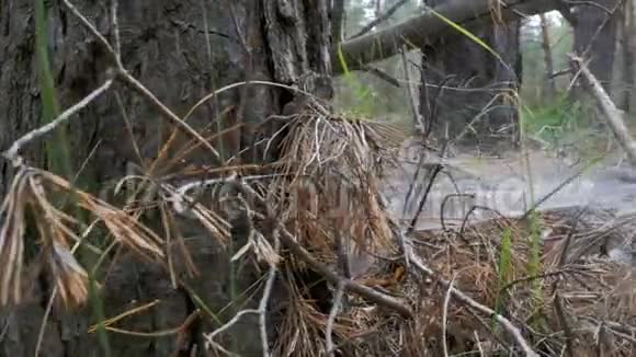松林景观枯树落叶及植被视频的预览图