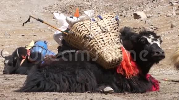 藏牦牛在地上休息视频的预览图