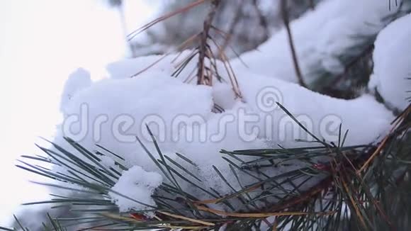云杉树枝覆盖着雪在风中摆动视频的预览图