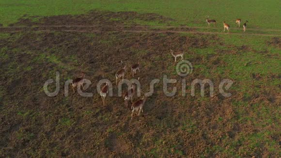 一大群鹿雄性和雌性从一个农场的无人机上拍摄视频的预览图