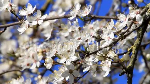 梅花树上开白花视频的预览图