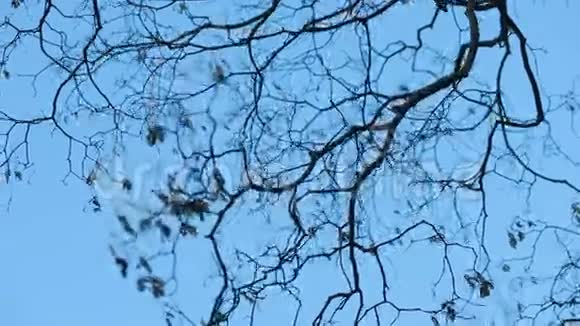 无叶树枝对蓝天视频的预览图