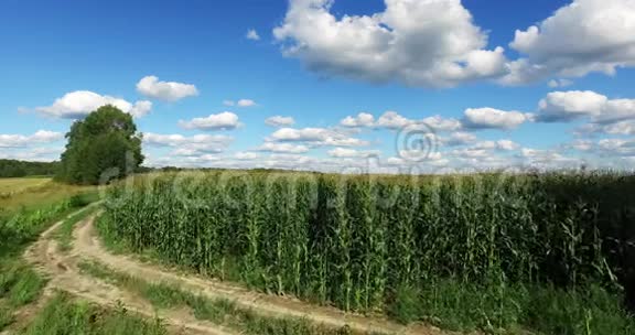种植玉米的田野的鸟瞰图视频的预览图