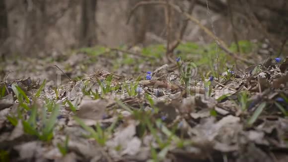 碧蓝的春雪花在草地上视频的预览图