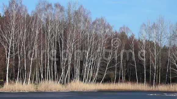 波兰波戈里亚三世湖中的普通芦苇芦苇视频的预览图