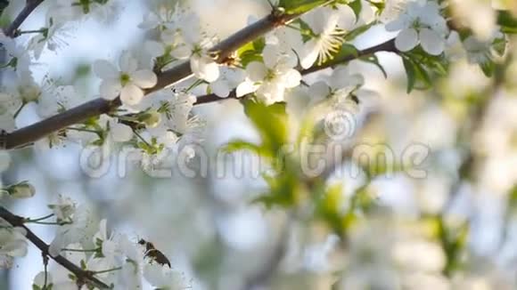春白花和蜜蜂慢动作视频的预览图