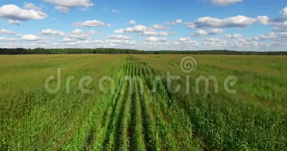 种植玉米的田野的鸟瞰图视频的预览图