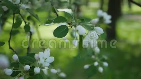 春天公园的一棵树上开着白花苹果园春天的晴天视频的预览图