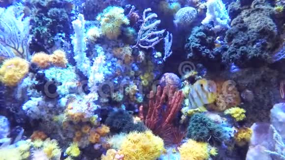 珊瑚视频的预览图