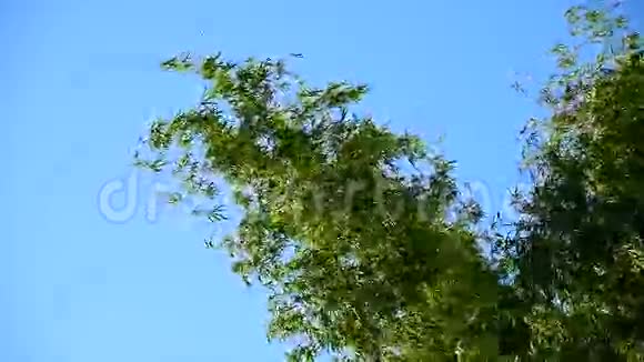 竹树顶随风动视频的预览图