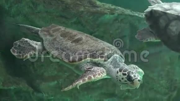 海龟和其他海洋生物视频的预览图
