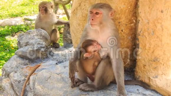 猴子坐在石头上看着吮吸的猴子在热带公园里视频的预览图