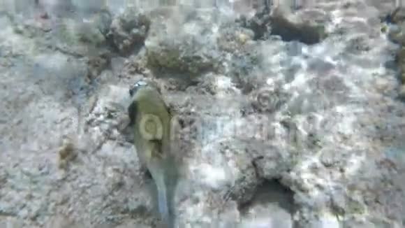 在珊瑚礁游泳的鱼之后视频的预览图