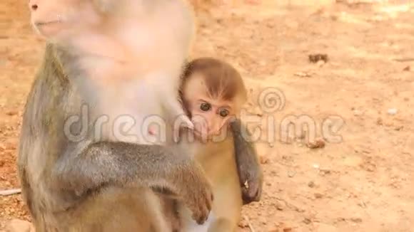 猴子坐在石头上看着吮吸的猴子在热带公园里视频的预览图