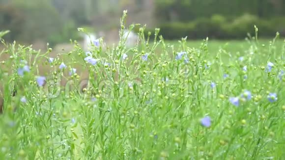 清晨雨天的雏菊和草地视频的预览图