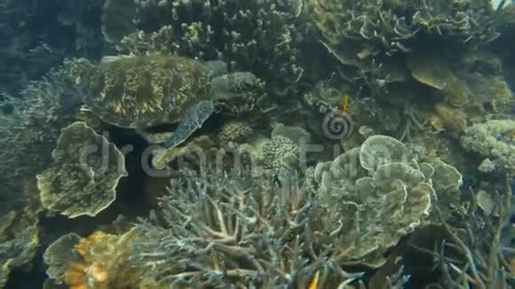 海龟在珊瑚礁上方游动视频的预览图