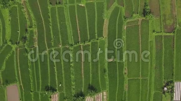 水稻种植无人机视野亚细亚乡村空中景观田园绿稻种植园农业和视频的预览图