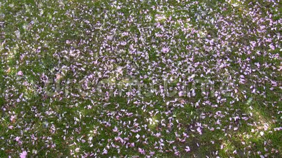 粉红色的花瓣落在草地上视频的预览图