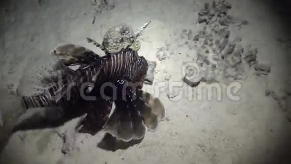 海贝附近的蝎子鱼以红海海底的沙底为背景视频的预览图
