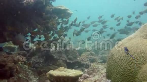 水下潜水鱼视频的预览图