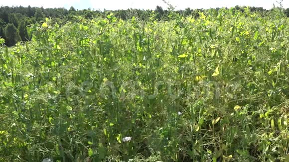 夏季阳光下的新鲜豌豆田4K视频的预览图