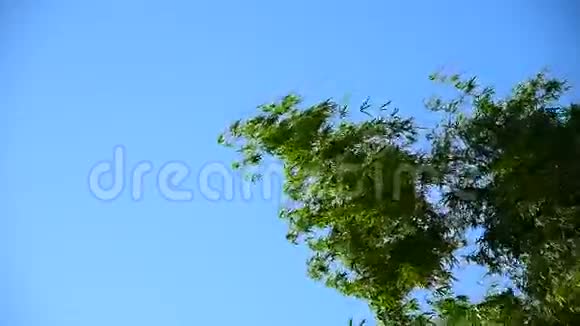 竹树顶随风动视频的预览图